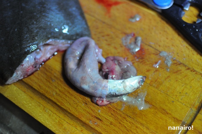 ヒラメの胃の中のカタクチイワシ