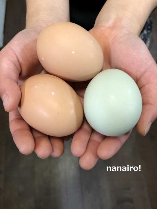 アローカナと名古屋コーチンの卵