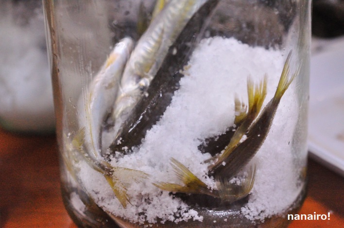 消毒したビンに魚と塩を交互に入れます。
