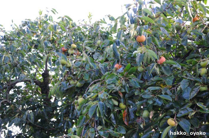 9月初旬の柿の木