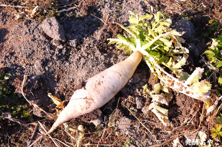 1月に畑で採れた大根