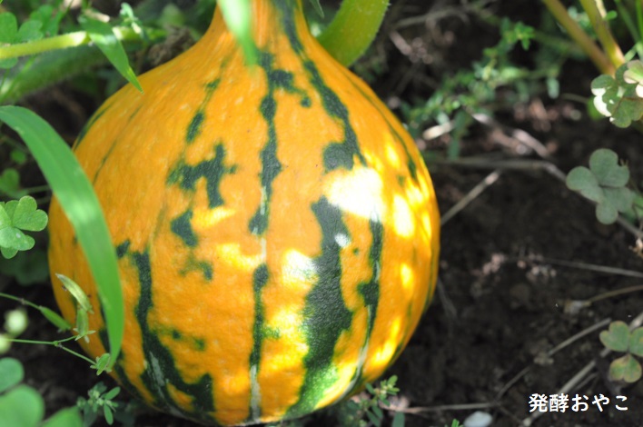 打木赤皮甘栗南瓜