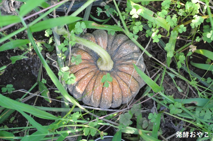 会津早生菊南瓜