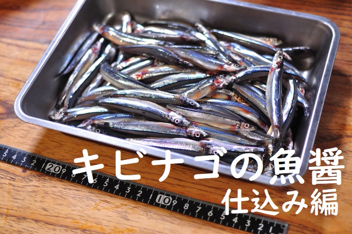 キビナゴの魚醤仕込み編タイトル