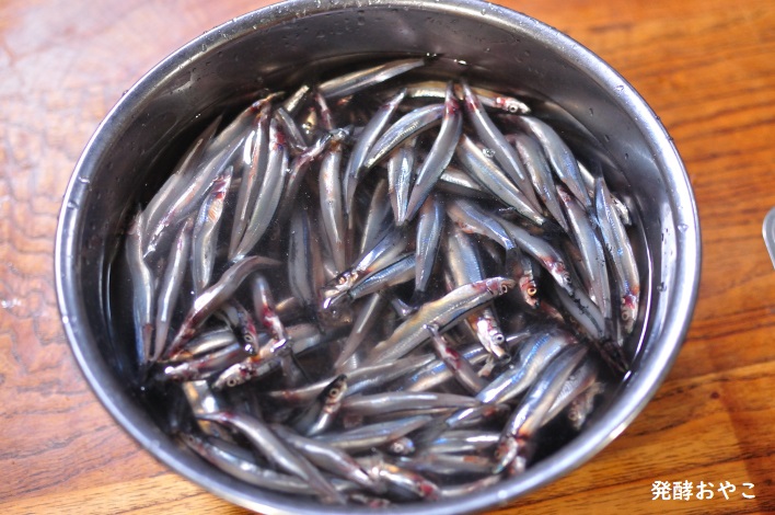 キビナゴを塩水に漬ける