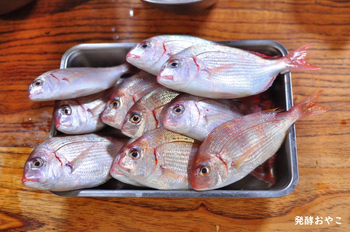 大量のハナダイ