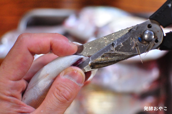 ハナダイのエラを取る