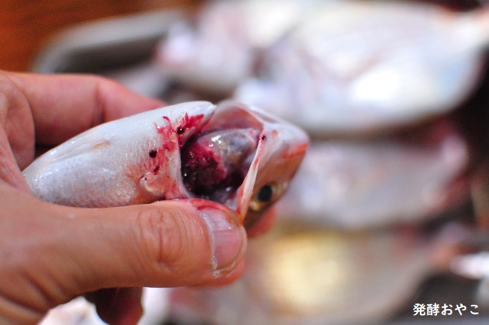 エラを取った後のハナダイ