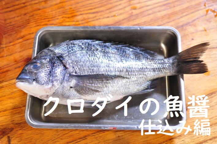 クロダイの魚醤仕込み編タイトル