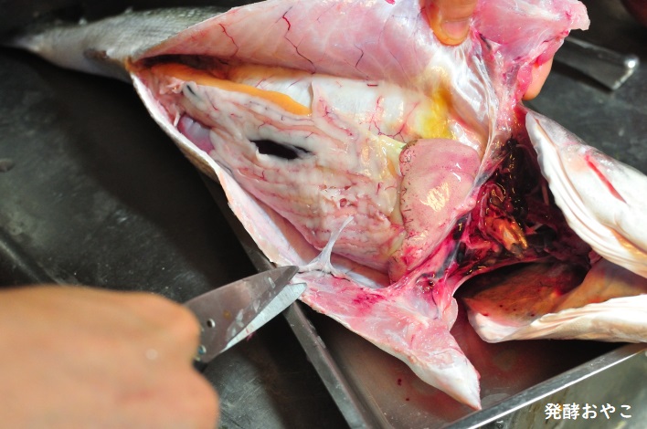 スズキの腹を開く