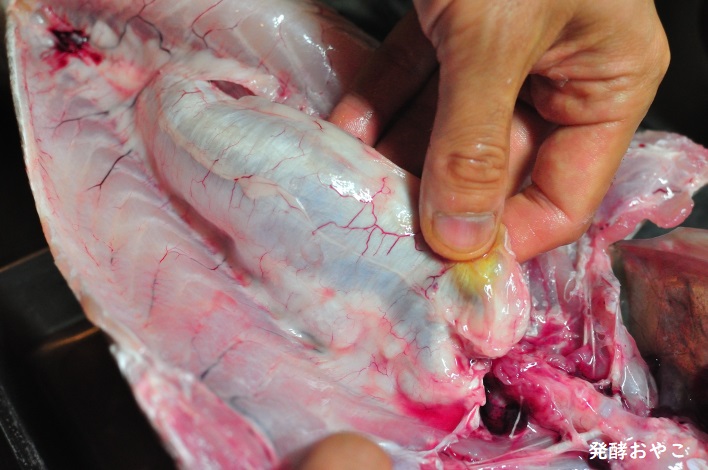 スズキの胃を取り出す